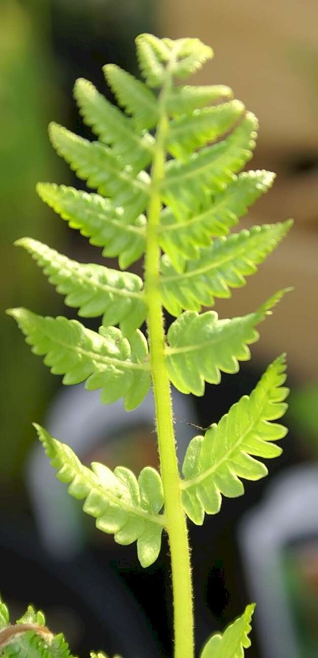 Image of Osmundastrum cinnamomeum Presl