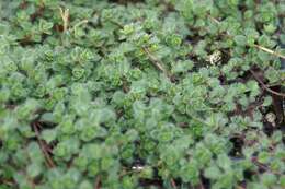 Image of creeping thyme