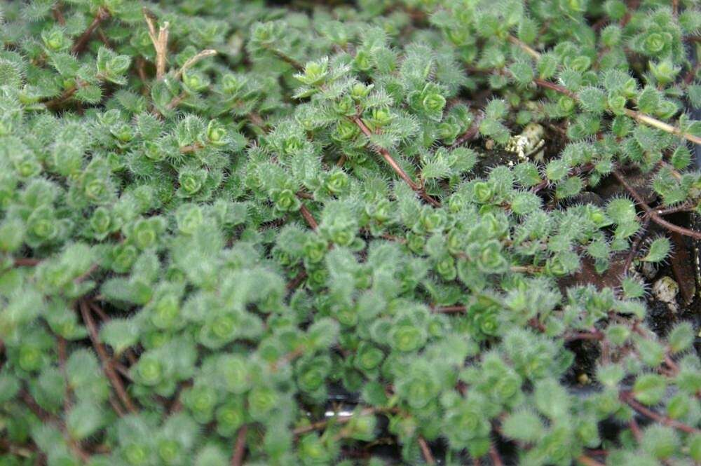 Image of creeping thyme