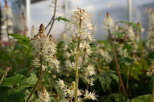 Image of Heartleaved foamflower