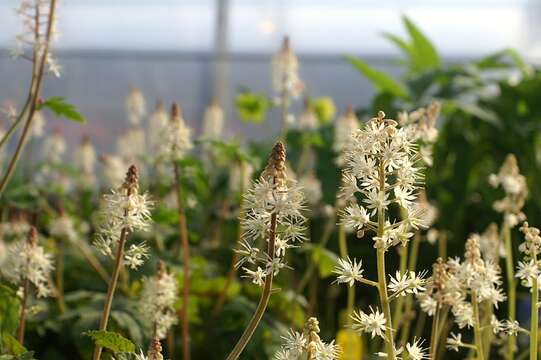 Image of Heartleaved foamflower