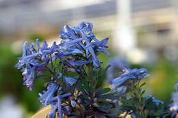 Image of blue corydalis