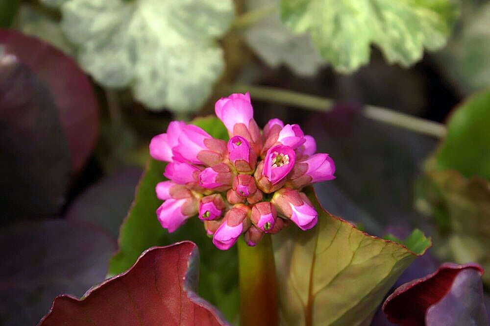 Image of elephant-ear