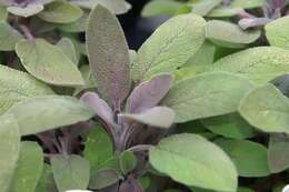 Imagem de Salvia leucophylla Greene