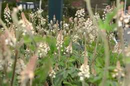 Image of Tiarella