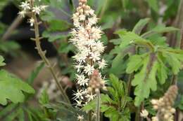 Image of Tiarella