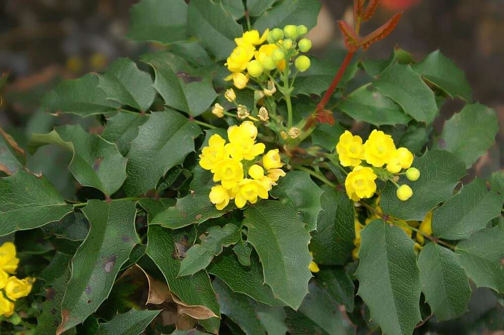 Image of Hollyleaved barberry