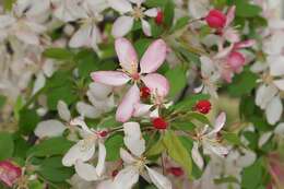 Image of Japanese Crabapple