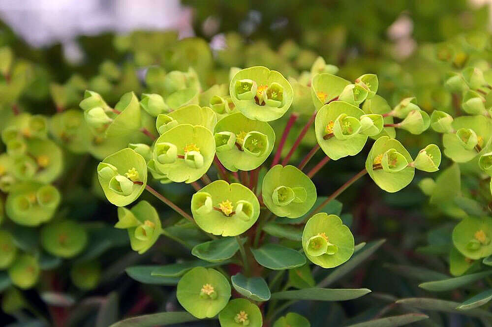 Image of Albanian spurge