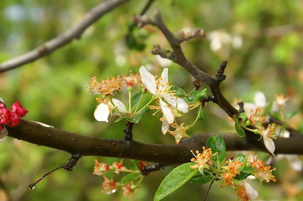 Imagem de Malus sieboldii (Regel) Rehd.