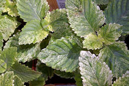 Image of Clinopodium grandiflorum