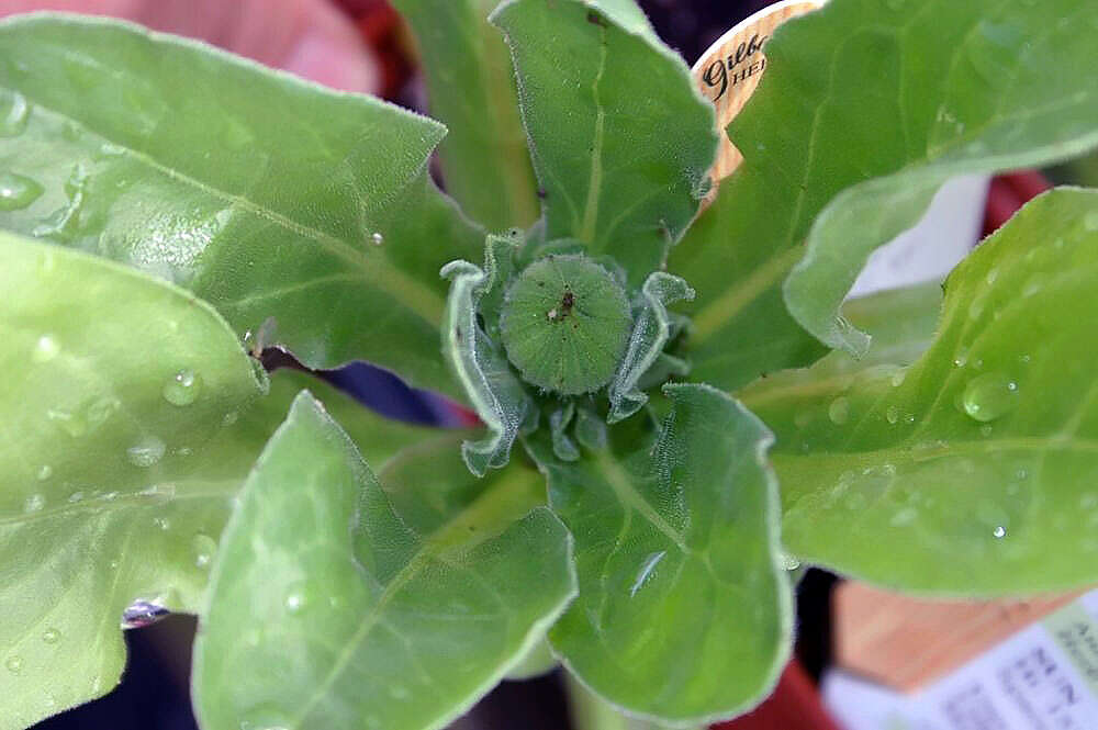 Image of pot marigold