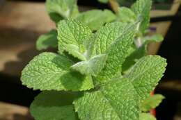 Image of Apple Mint