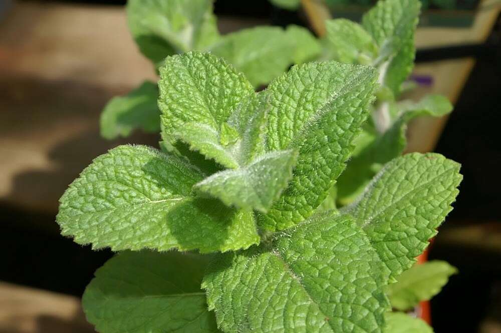 Image of Apple Mint