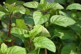 Image of Water Mint