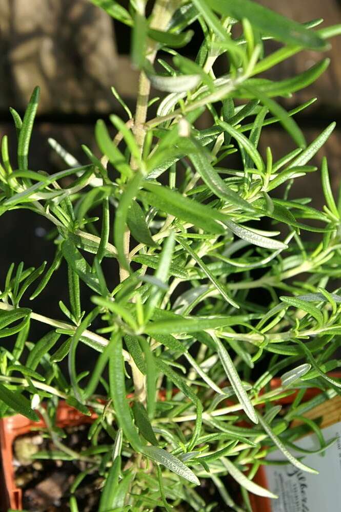 Image of Rosemary