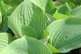 Image de Hosta sieboldiana var. sieboldiana