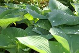 Image de Hosta sieboldiana var. sieboldiana