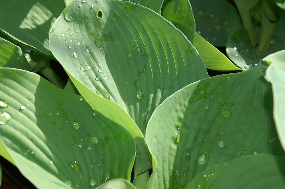 Image de Hosta sieboldiana var. sieboldiana