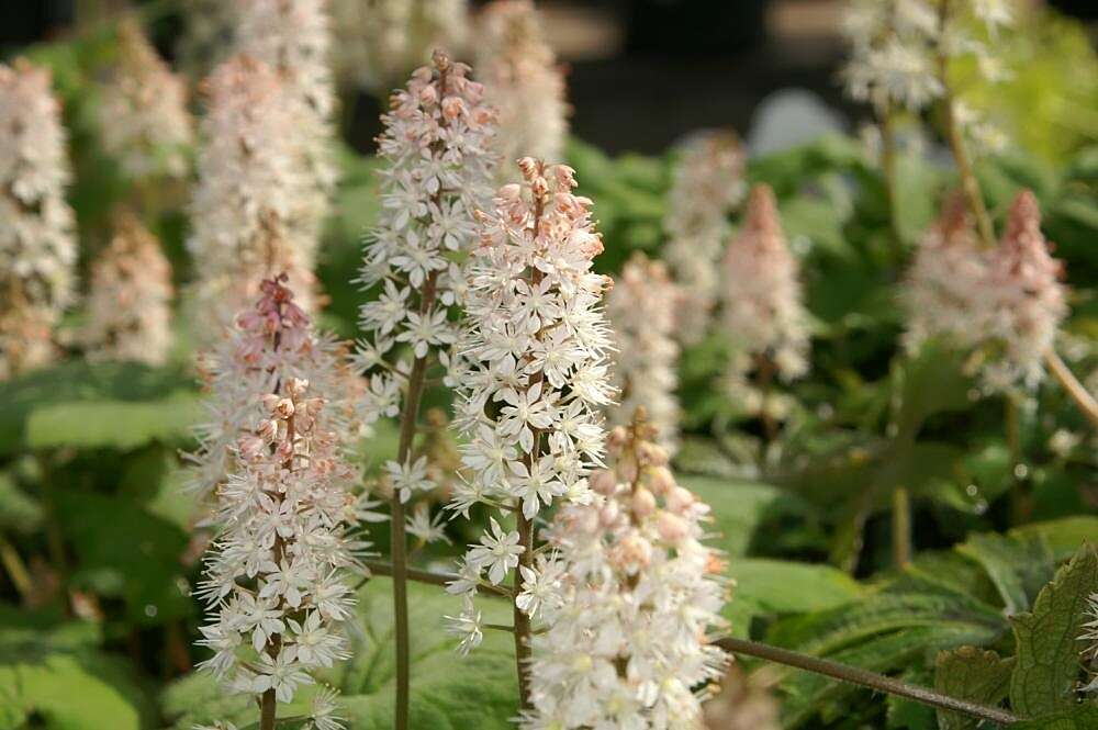 Image of Heartleaved foamflower