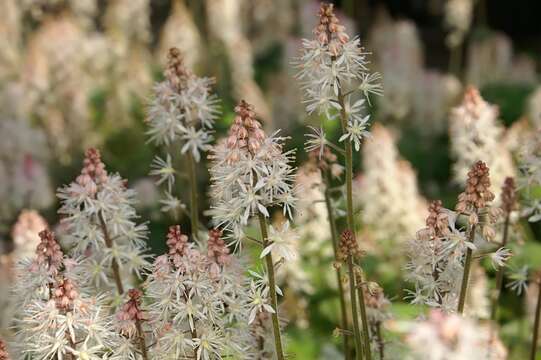 Image of Heartleaved foamflower