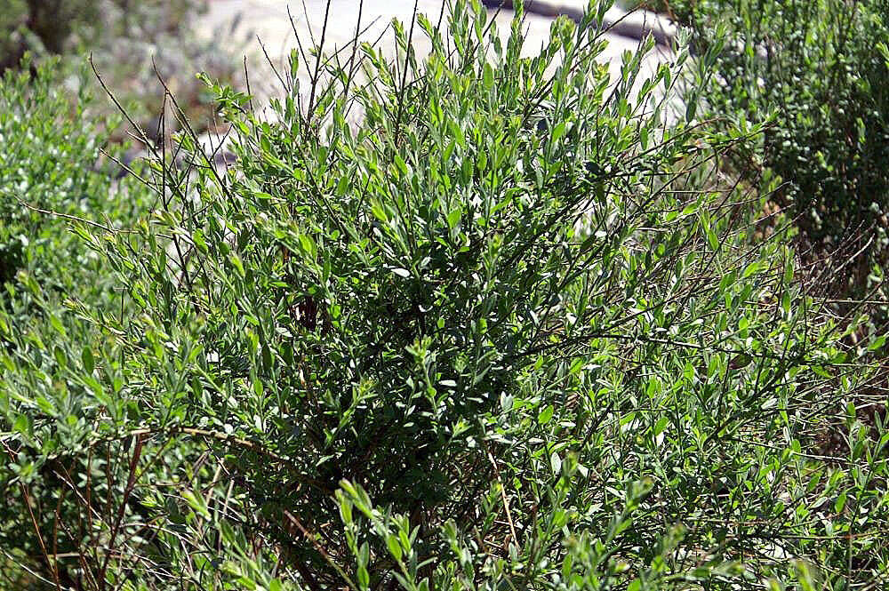 Imagem de Genista tinctoria L.