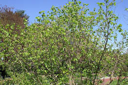 Image of American Hazel