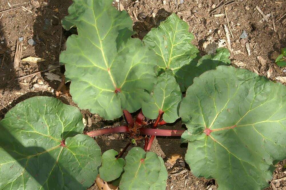 Image of Chinese Rhubarb