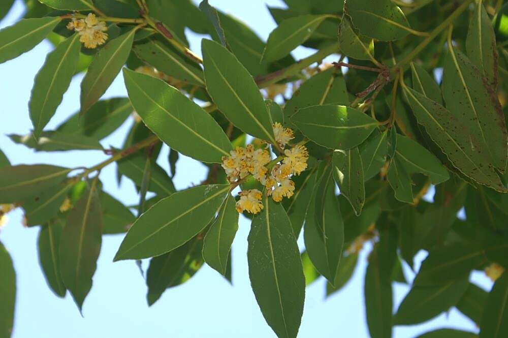 Image of Laurus Nobilis