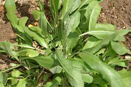 Image of Alecost or Balsam Herb