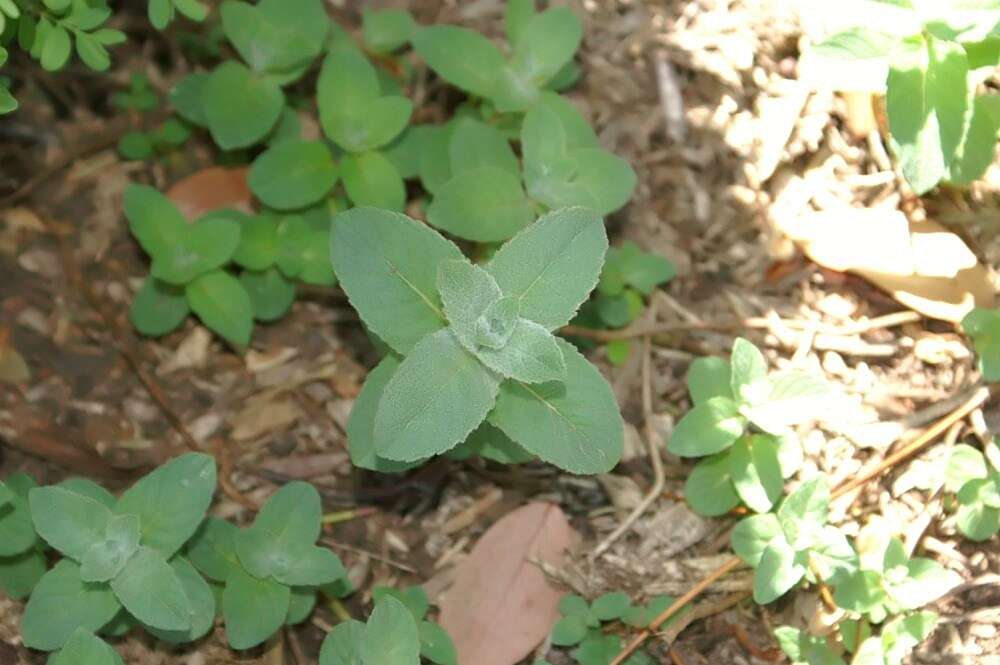 Image of wild mint