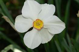 Image of Pheasant's-eye narcissus