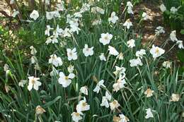 Image of Pheasant's-eye narcissus