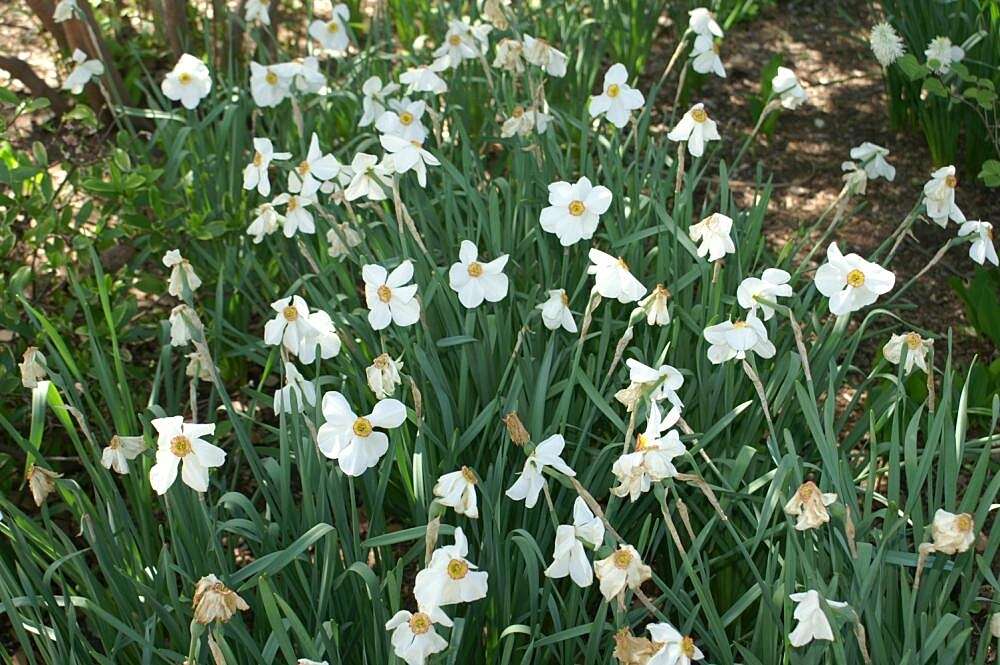 Image of Pheasant's-eye narcissus