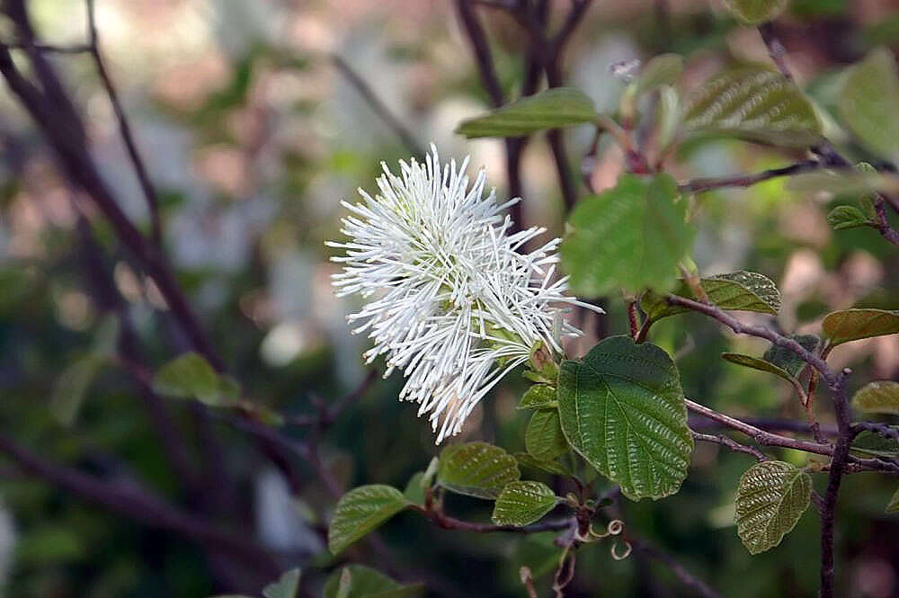 Imagem de Fothergilla gardenii Murr.