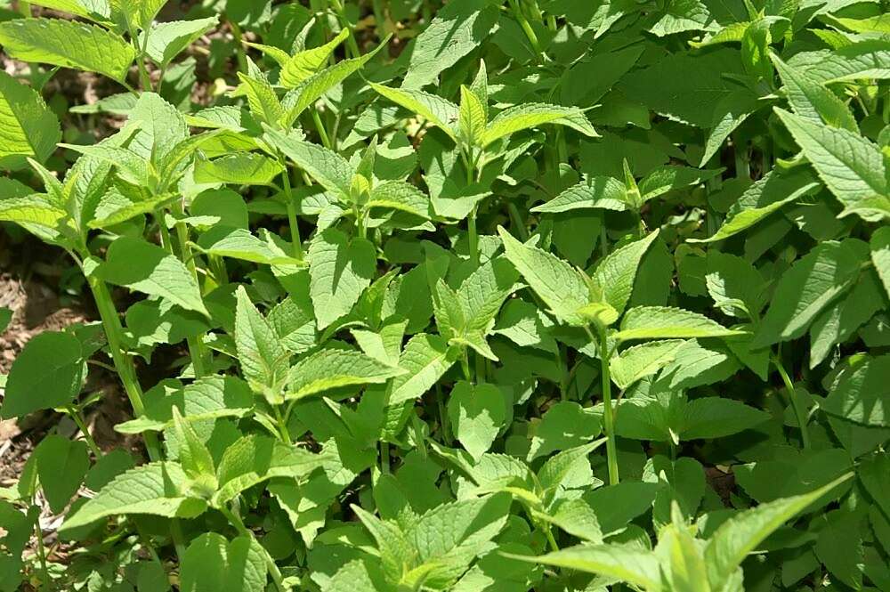 Image of scarlet beebalm