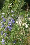 Image of Rosemary