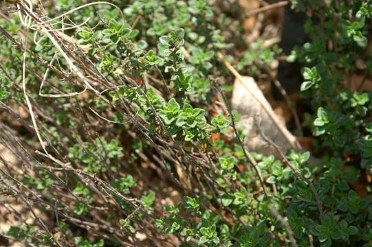 Image of Thymus citriodorus (Pers.) Schreb.