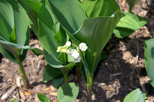 Image of convallaria