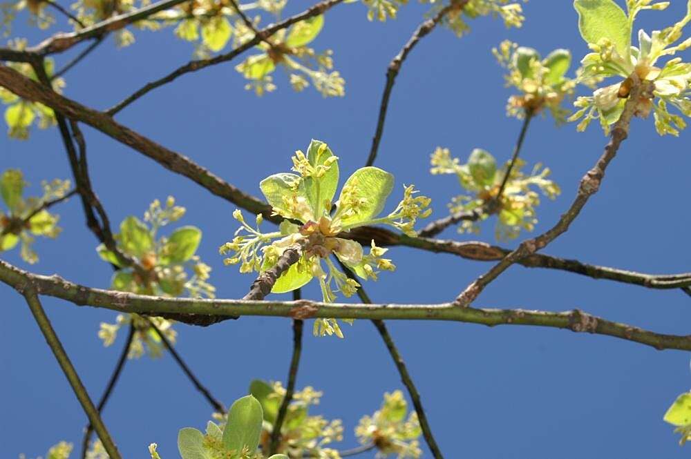 Image of Mitten tree