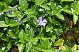 Image of Common Periwinkle