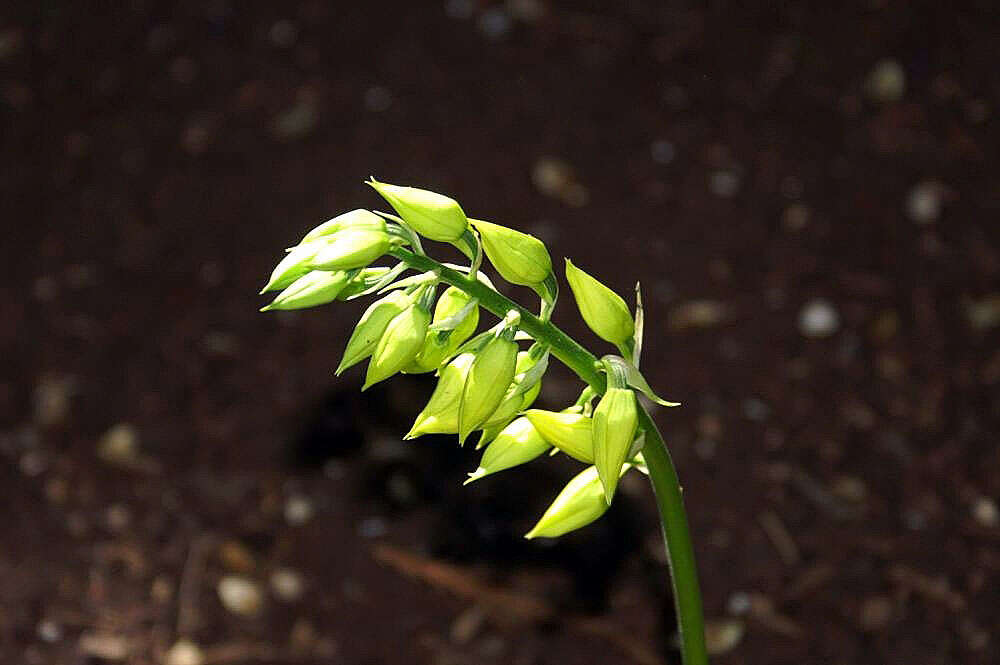 Image of Calanthe striata R. Br. ex Spreng.