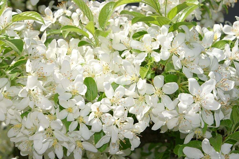 Image of Toringa crab apple