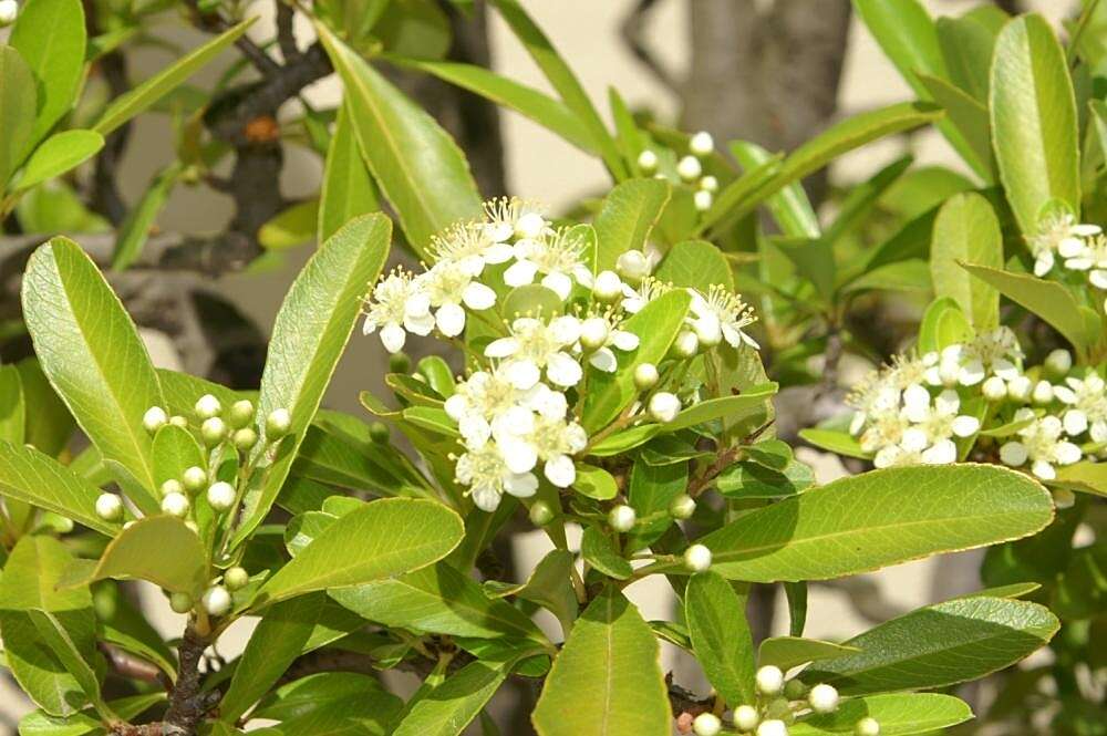 Image de Pyracantha crenulata (D. Don) M. Roemer