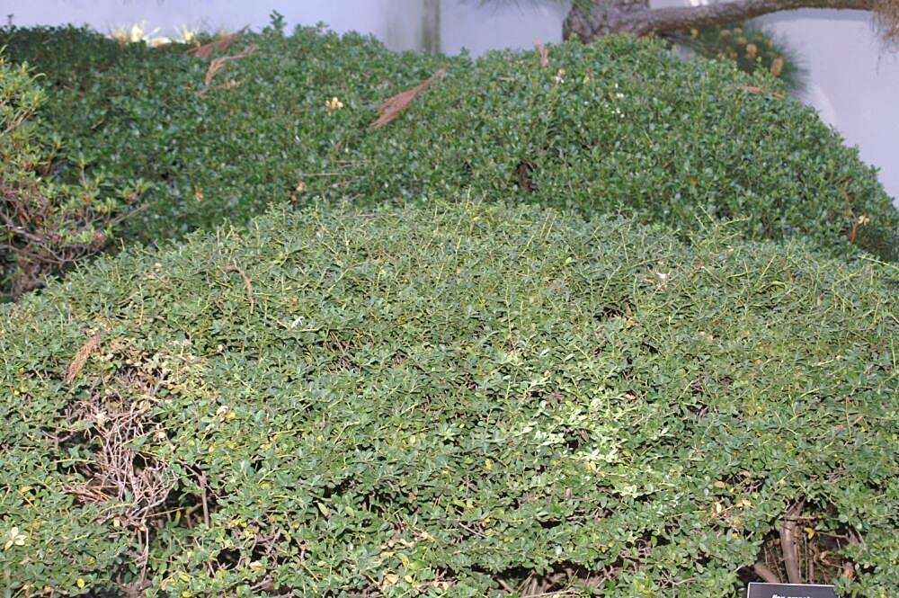 Image of Japanese holly