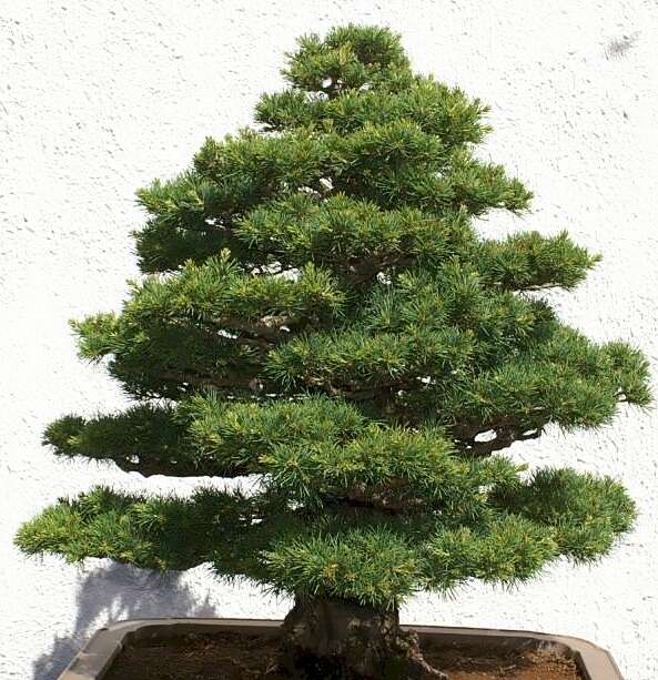 Image of Japanese White Pine