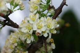 Imagem de Malus sieboldii (Regel) Rehd.