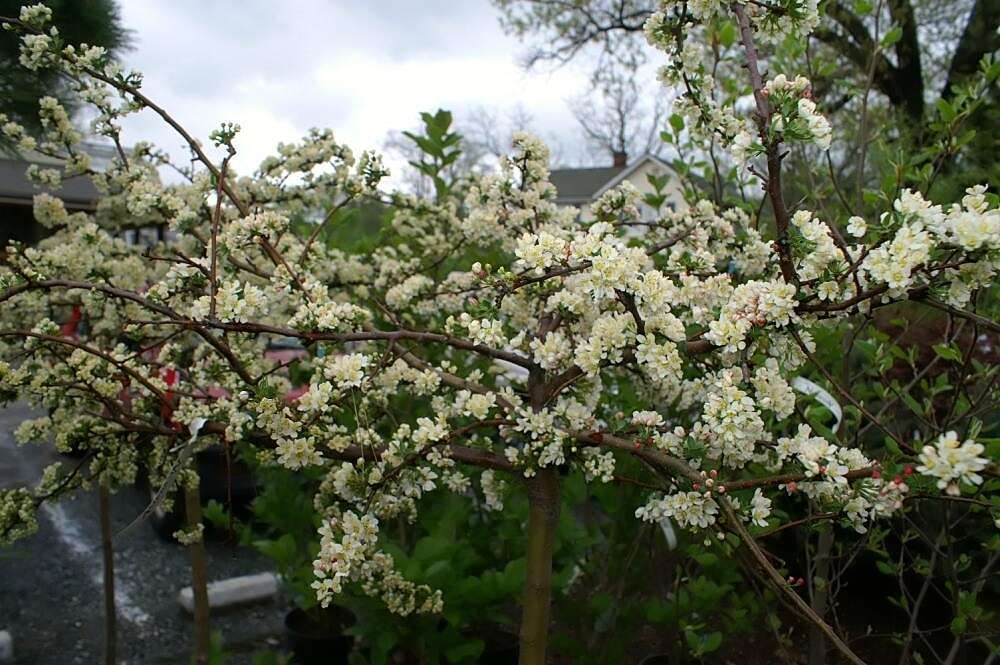 Imagem de Malus sieboldii (Regel) Rehd.