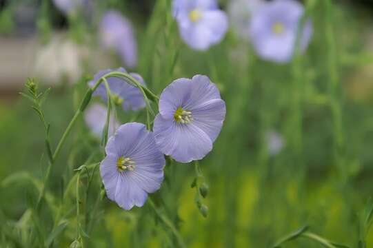 Image of Blue flax