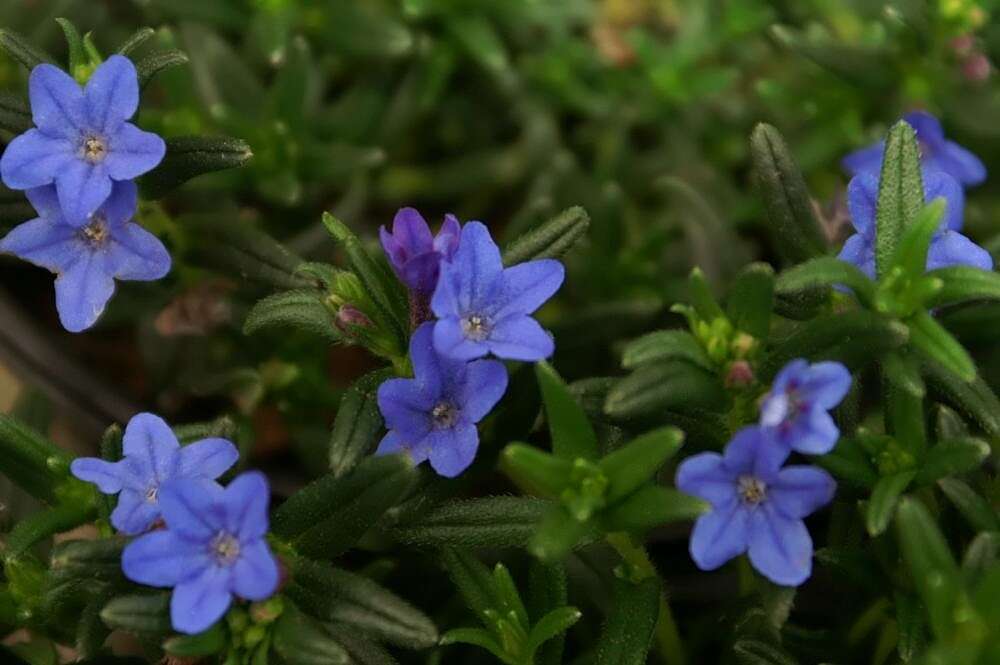 疏花木紫草的圖片